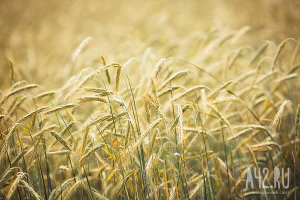 Из Кузбасса во Вьетнам впервые экспортировали пшеницу