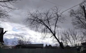 В Кузбассе дерево упало на линии электропередач