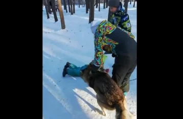 Фото: В Челябинске волк напал на ребёнка в парке 1