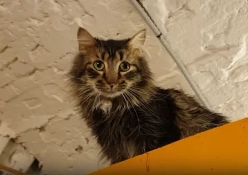 Фото: Эрмитаж снял видео о жизни музейных котов во время самоизоляции 1