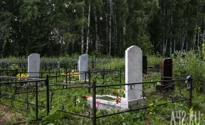 Неизвестный застрелил медведя на кладбище в кузбасском городе