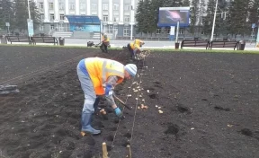 Мэр Кемерова рассказал о посадке тюльпанов на городских клумбах