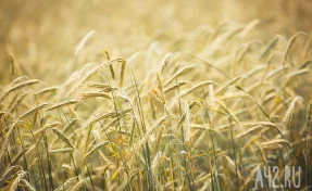 Из Кузбасса во Вьетнам впервые экспортировали пшеницу