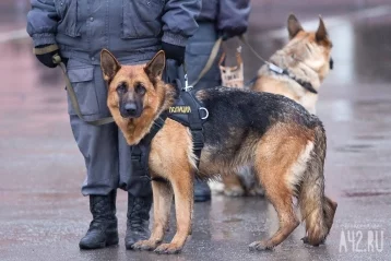 Фото: Baza: в Подмосковье двое полицейских пострадали, разнимая служебного пса и кота 1