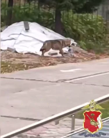 В Вологодской области на территорию детского сада зашёл волк