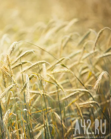 Из Кузбасса во Вьетнам впервые экспортировали пшеницу