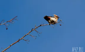 Прокопьев день: народные приметы на 5 декабря