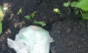 В Кузбассе спецназ задержал наркосбытчика, который закопал в огороде партию героина