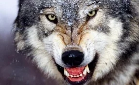Волк «восстал из мёртвых» ради мести пнувшего его охотника