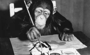 В Лондоне пройдёт выставка-продажа картин шимпанзе Конго