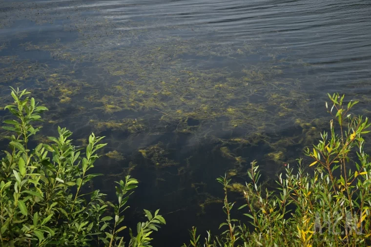 Фото: Море, не цвети: почему на Беловском тонут люди и разрастаются водоросли 17