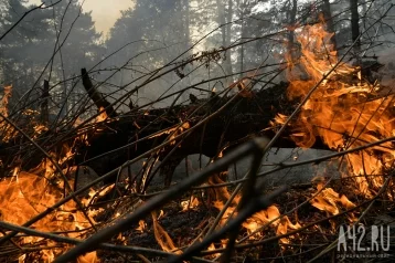 Фото: Более сотни возгораний произошло за сутки в Кузбассе 1