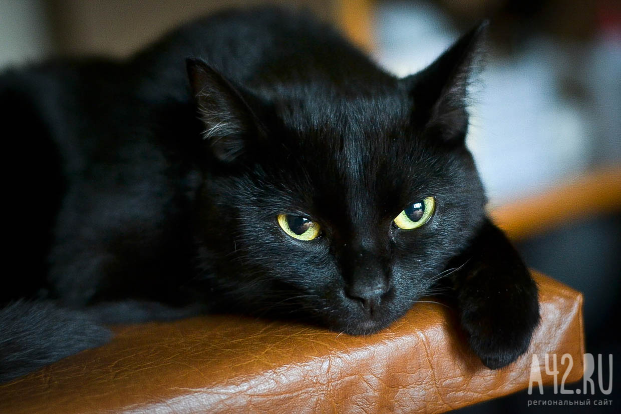 Умер кот Виктор, которого «Аэрофлот» не пустил в самолёт из-за перевеса