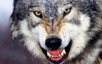 Фото: Волк «восстал из мёртвых» ради мести пнувшего его охотника 1