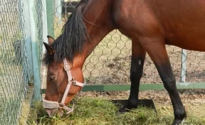 В Анапе лошадь сбила 8-летнего ребёнка на улице 
