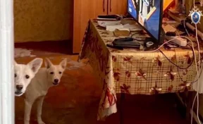 В Ставрополе хозяйку загрызших девочку собак отправили в СИЗО