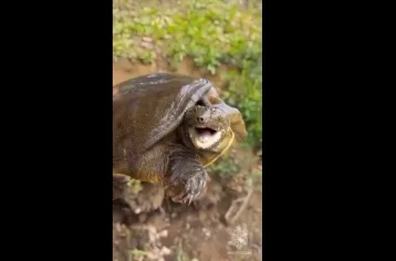 Фото: Сотрудники МЧС спасли краснокнижную черепаху в Биробиджане 1