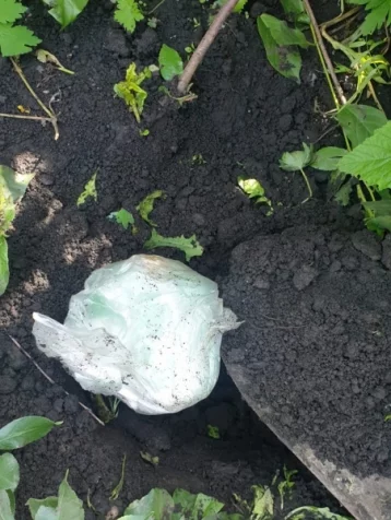 Фото: В Кузбассе спецназ задержал наркосбытчика, который закопал в огороде партию героина 1