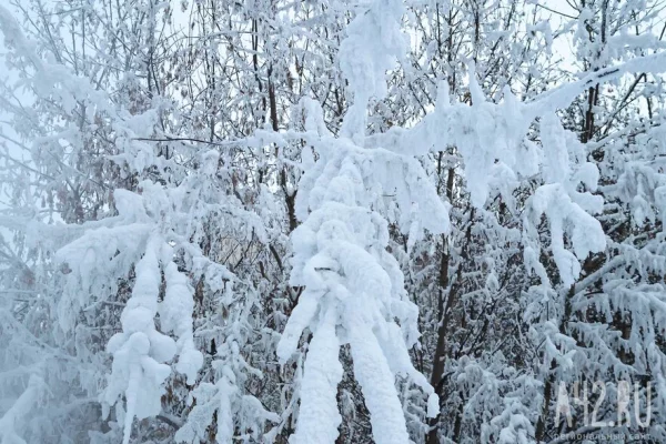 Спасатель: браконьеры, которые могли напасть на Усольцевых, не оставляют следов