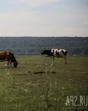 Фото: A42.RU