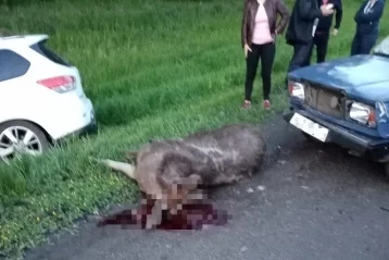 Фото: Легковой автомобиль насмерть сбил лося на кузбасской трассе 1