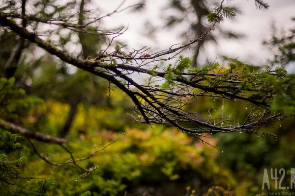 В Кузбассе без вести пропал 86-летний мужчина с рюкзаком