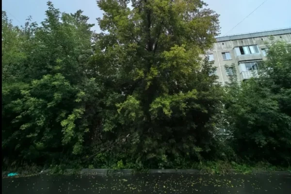 В Кемерове УК вырубила деревья во дворе после вмешательства прокуратуры