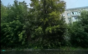 В Кемерове УК вырубила деревья во дворе после вмешательства прокуратуры