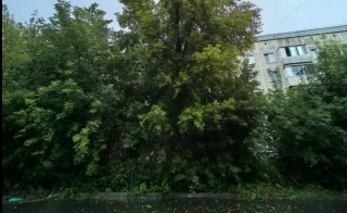 В Кемерове УК вырубила деревья во дворе после вмешательства прокуратуры