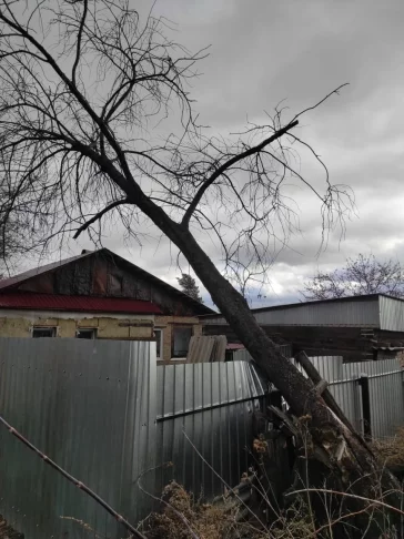 Фото: В Кузбассе дерево упало на линии электропередач 2