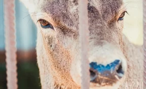 «Ждём трагедии?»: кемеровчанина обеспокоил дикий лось, поселившийся в районе ДК Шахтёров