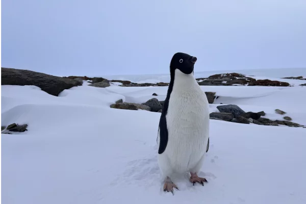 В важном логистическом центре Антарктиды появилась мобильная связь