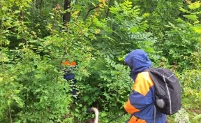 Обнаружены следы медведя: в Хабаровском крае третий день ищут пропавших в тайге грибников