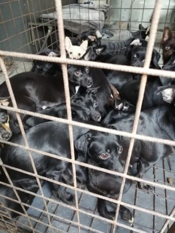Фото: 38 животных в квартире: в Новокузнецке волонтёры обнаружили «концлагерь для собак» 1