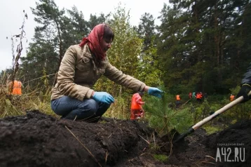 Фото: В Кемерове за день высадят более 1 700 деревьев 1