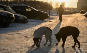 «Мама, они нас сгрызут!»: в Свердловской области стая собак загнала детей на горку