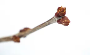 Перепады температуры от -12 до +3 пообещали синоптики 19 марта в Кузбассе