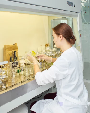 В Швеции обнаружили опасный для репродуктивной системы химикат в поддельных Лабубу 