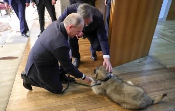 Фото: Вучич подарил Путину щенка по кличке Паша 1