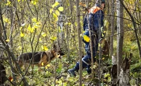 Под Кемеровом начались поиски пенсионера, пропавшего в лесу два дня назад