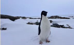 В важном логистическом центре Антарктиды появилась мобильная связь