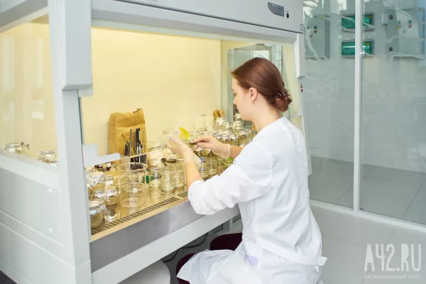 В Швеции обнаружили опасный для репродуктивной системы химикат в поддельных Лабубу 