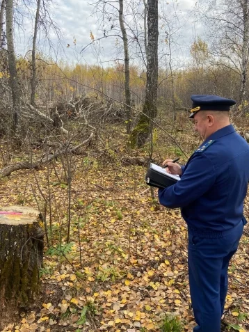 Фото: В Кузбассе неизвестные нарубили деревьев на 100 тысяч рублей: возбуждено дело 1