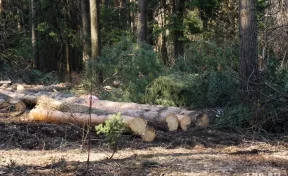Кузбасская прокуратура добилась отмены строительства домов в лесу с вековыми деревьями