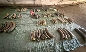 В Благовещенске двое мужчин попытались вывезти в Китай 939 килограммов бивней мамонтов