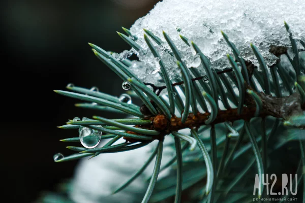Полмиллиона хвойных: РСХБ оценил рынок живых новогодних деревьев
