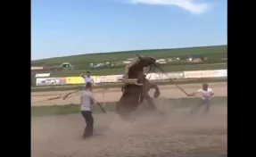 Пользователей Сети возмутил конкурс с перетягиванием кузбасского коня