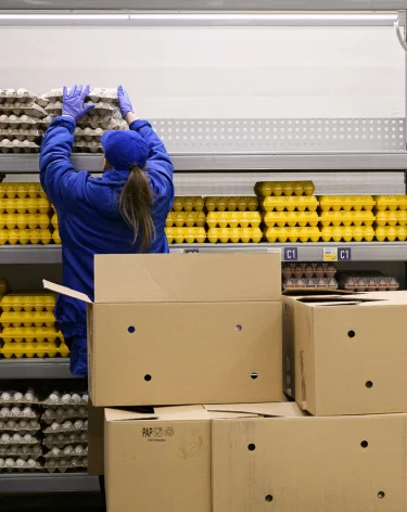 Кузбасс отправил в Монголию почти 5 млн куриных яиц