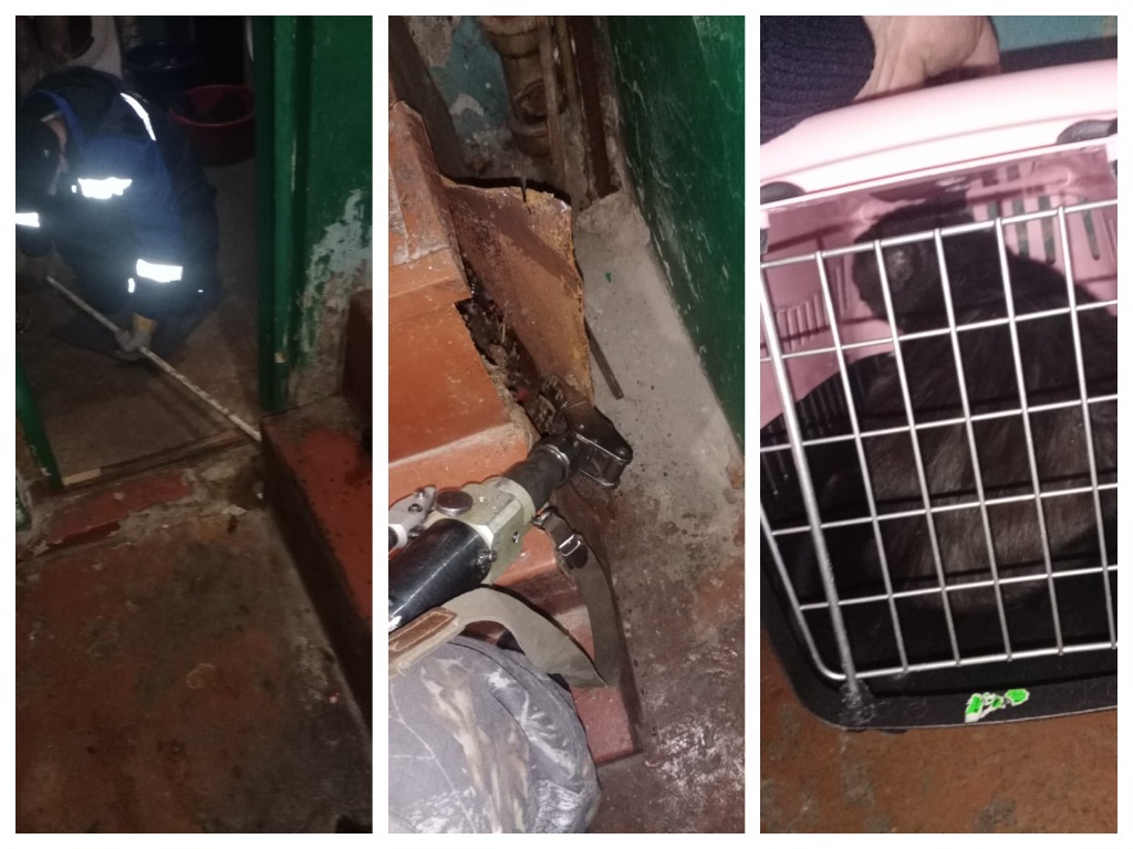 В Кузбассе спасатели пришли на помощь коту, застрявшему в подъезде