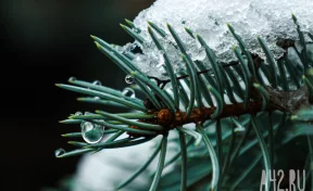 Полмиллиона хвойных: РСХБ оценил рынок живых новогодних деревьев